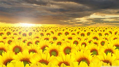 Sunflower Field Wallpaper 2560x1440 57062 Baltana