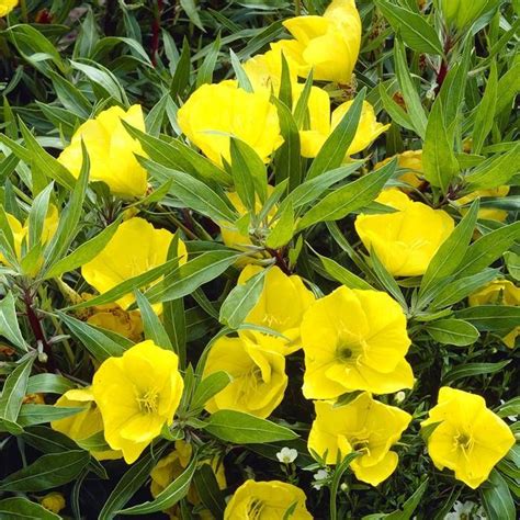 Buy Oenothera Macrocarpa Affordable Gardens4youeu