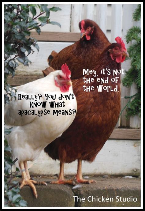 125 Besten Chickens Memes From The Chicken Studio Bilder Auf Pinterest