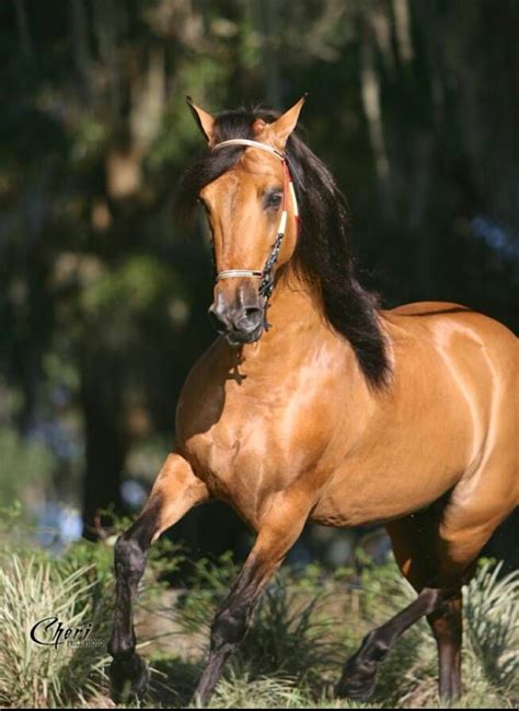 Stunning Golden Bay Or Golden Buckskin Paso Fino Horse All The
