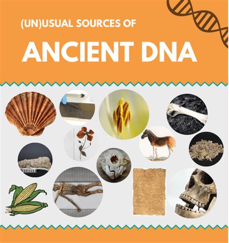 Unusual Sources Of Ancient Dna The Molecular Ecologist