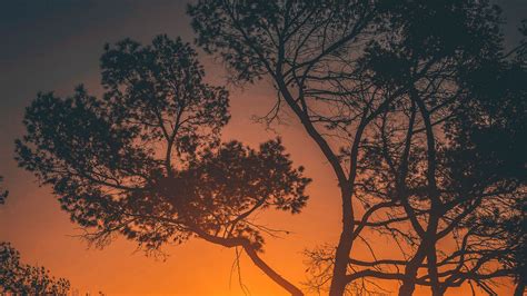 Download Wallpaper 1920x1080 Trees Sunset Branches Sky Los Angeles