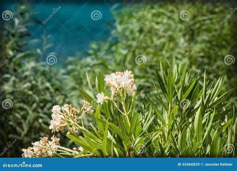 Sweet Oleander Stock Image Image Of Plants Rose Oleander 65466835