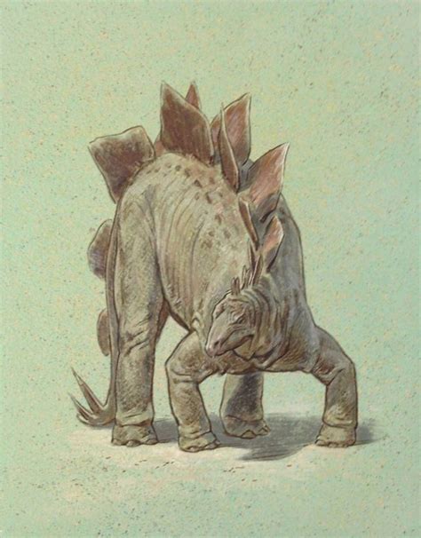 21 Best Stegosaurus Images On Pinterest Dinosaurs