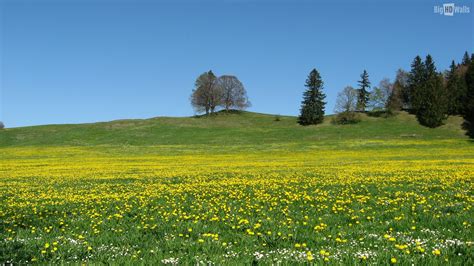 Yellow Flower Meadow Wallpaper 1920x1080 83387