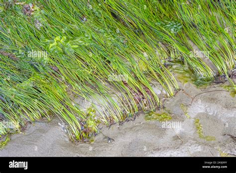 Surfgrass Phyllospadix Species And Sea Lettuce Green Algae Ulva