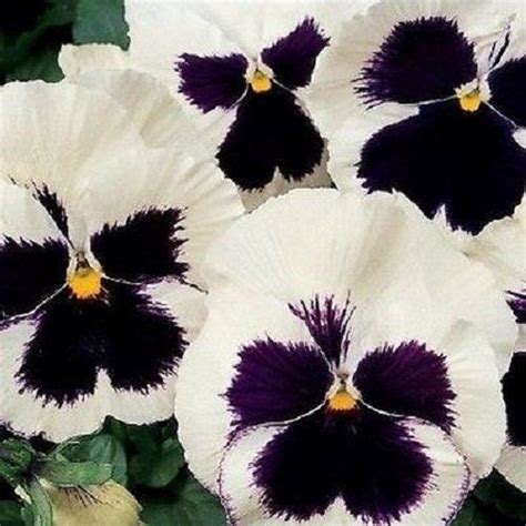 Silverbride Pansy Flower Seeds Viola Swiss Giant Biennial 35