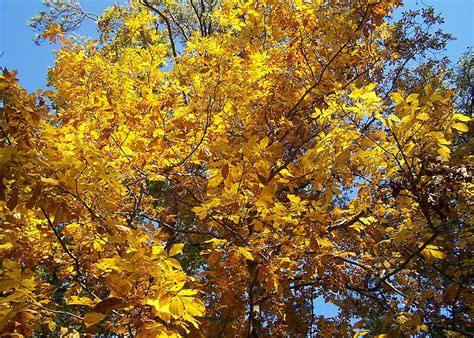 Mockernut Hickory Augusta Ga Official Website