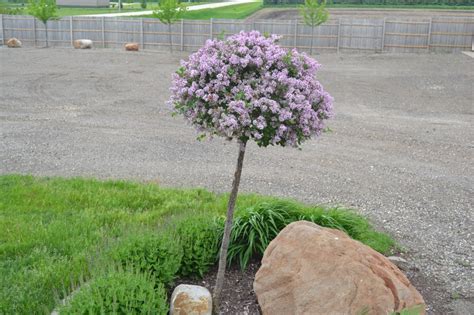 Dwarf Korean Lilac Tree Is A Great Ornamental Choice For Landscapes
