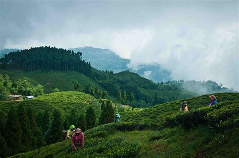 The Top 19 Things To Do In Darjeeling India