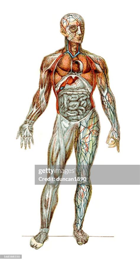The Human Body High Res Vector Graphic Getty Images