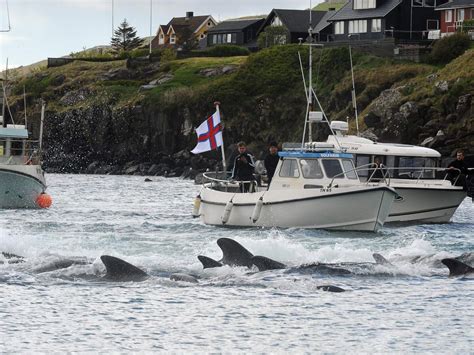 Hundreds Of Whales Slaughtered In Faroe Islands Ritual Turning Ocean