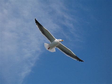Seagull Bird Soaring Free Photo On Pixabay Pixabay