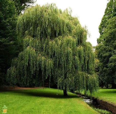 The willow tree's low maintenance, graceful growth make it a great choice for those looking for a quick way to add character and value to. Weeping Willow Tree | Fast growing shade trees, Garden ...