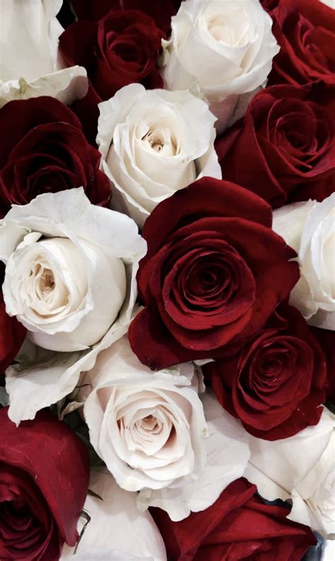 Red And White Roses Wallpapers On Wallpaperdog