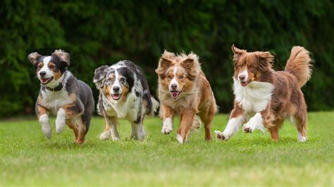 Australian Shepherd Vs Border Collie Which Dog Is Right For You