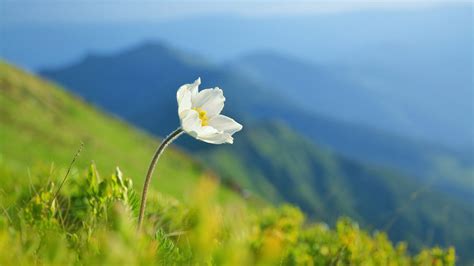 Mountain Flower Shanti Sadan