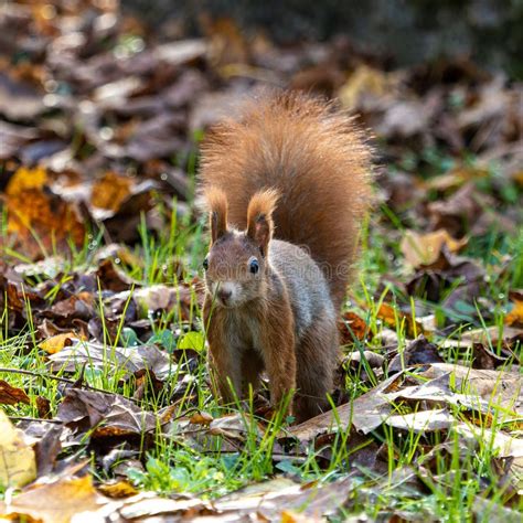 Eurasian Red Squirrel Sciurus Vulgaris At Old North Cemetery Of Munich