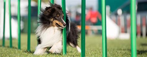 15 Best Dog Agility Equipment Kits In 2020 For Beginners And Advanced