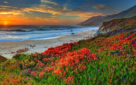 Beach Sea Coast Flowers Sunset Wallpaper Nature And Landscape