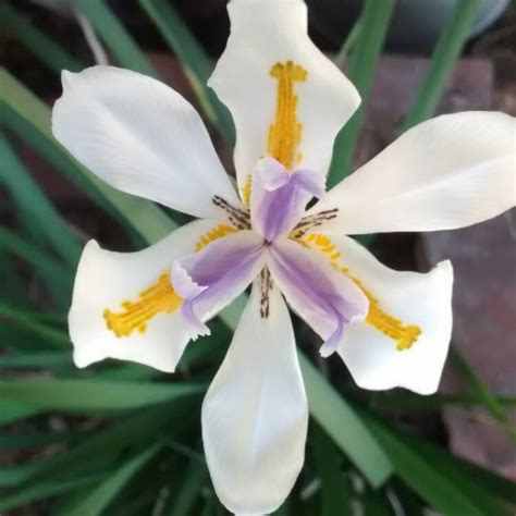 Dietes Iridioides Syn Moraea Iridioides Moraea Vegeta Dietes Vegeta