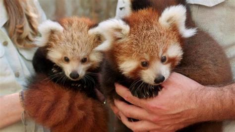 Fluffy Red Panda Triplets Born In Sydney The West Australian