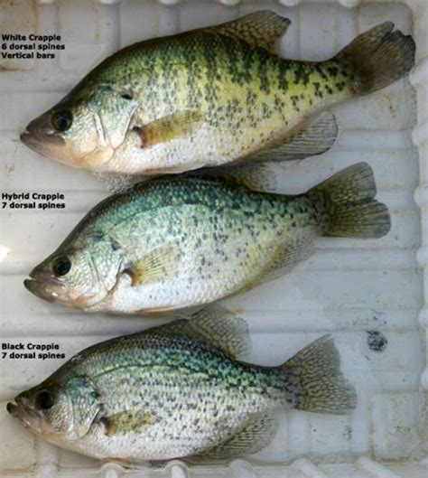 Seven Best Lakes In Texas For Crappie Fishing And A Few Tips Skyaboveus