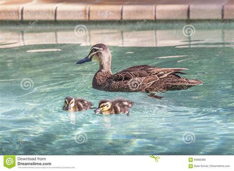 Mother Duck Paddling In A Pool Stock Image Image Of Mother Baby