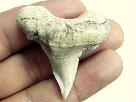 Fossil Auriculatis Shark Teeth Jtssharksteethcom
