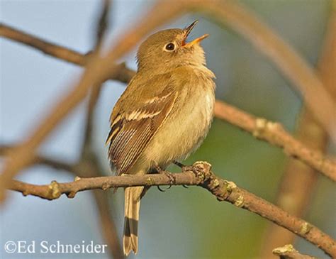 Least Flycatcher State Of Tennessee Wildlife Resources Agency