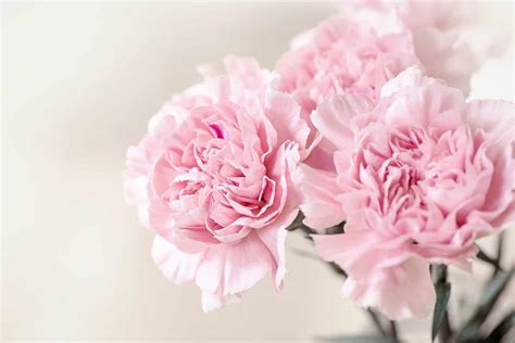 Clove Pink Or Carnation Proficient Garden