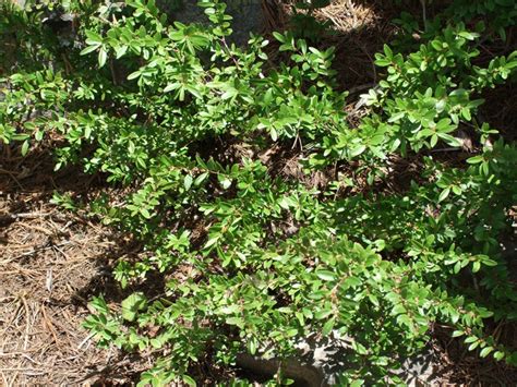 Northwest native plants group board. Oregon Boxwood, Paxistima myrsinites | Native Plants PNW