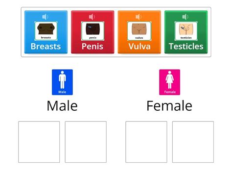 Male And Female Private Body Parts Sorting Activity Group Sort