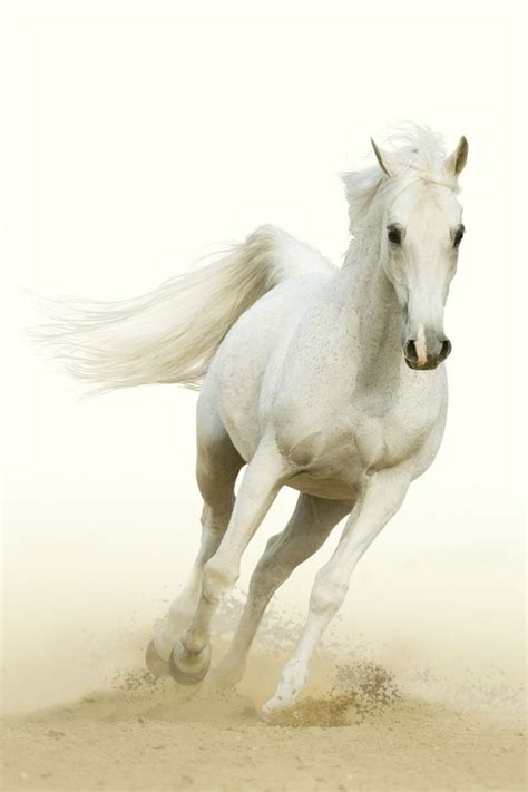 white horse gallop animals horse galloping horses