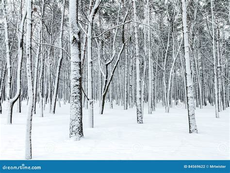 Beautiful Winter Forest Scene With Bare Trees Covered With Snow Stock