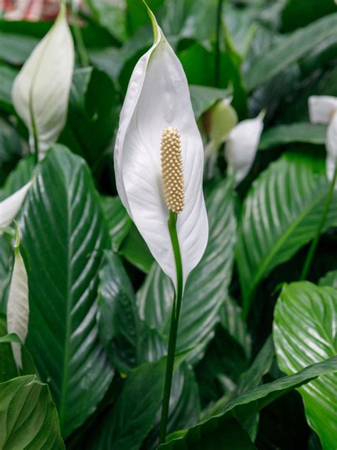 Tips Information About Peace Lilies Gardening Know How Peace Lily