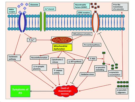 Pathogenesis Of Parkinsons Disease At Molecular Level Showing