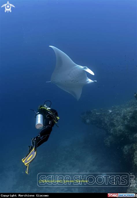 Diving With Manta In Dharanvandhoo Island Maldives Ocean Creatures