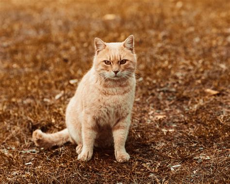 Orange Tabby Cat On Brown Dried Leaves · Free Stock Photo
