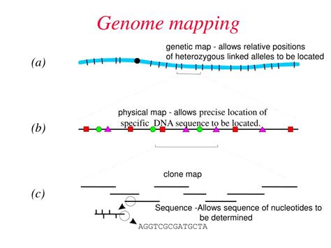 Ppt Genome Mapping Powerpoint Presentation Free Download Id6529273