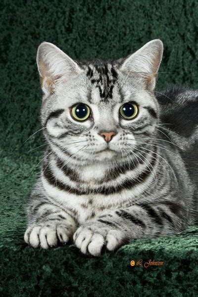 I Love American Shorthair I Am Begging My Hubby For One Once We Get Back To The States