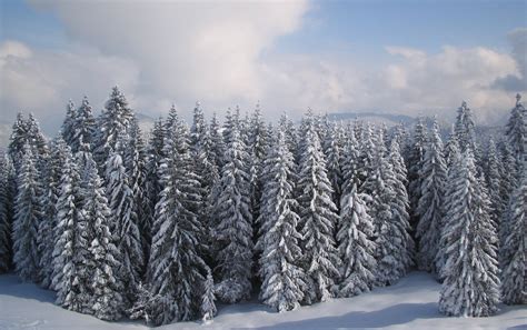 Winter Forest Free Photo Download Freeimages