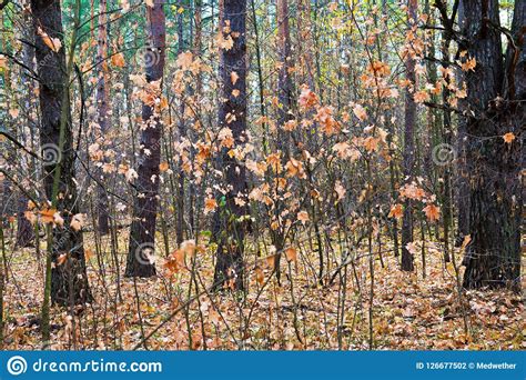 Young Maple Trees In Autumn Forest Stock Photo Image Of Forest