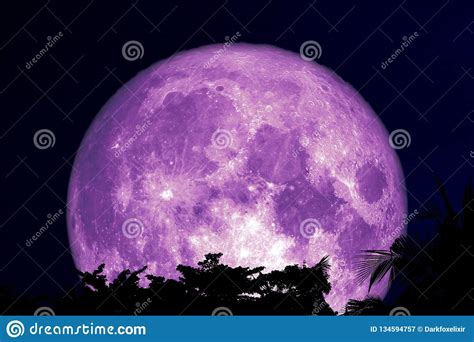Super Purple Moon Back Silhouette Tree Plant And Cloud On Dark Night