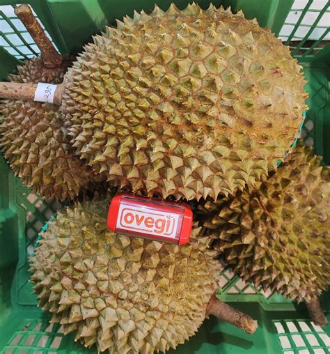DURIAN MUSANG KING MALAYSIA - OVEGI