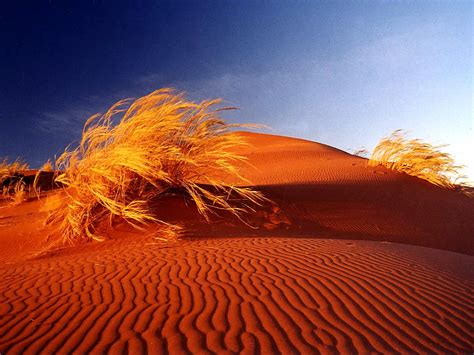 Deserts Sand Dunes Africa Bushes Namib Desert Wallpaper