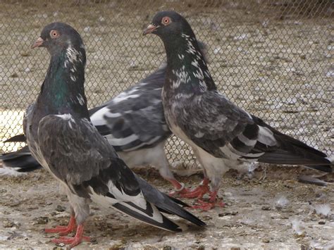 Pakistani Tipplers Kabootar Baaz Uk And Usa Pigeons Fancy Pigeons