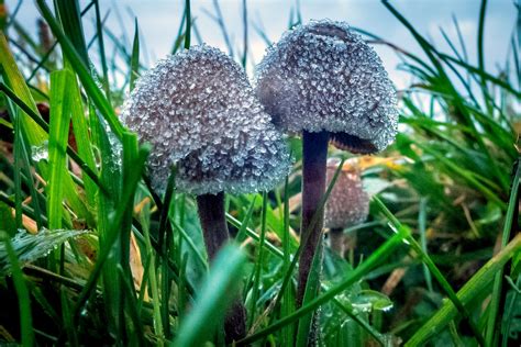 Magic Mushroom Therapy Is The Drug Better Than Antidepressants