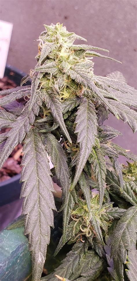 Bruce Banner auto grow journal week9 by 710dreamin ...