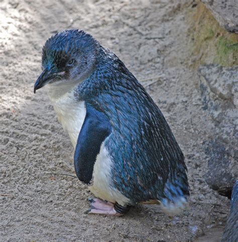 Little Blue Penguin Adorable Creature At Adelaide Zoo